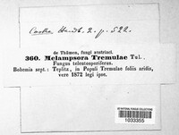 Melampsora populnea image